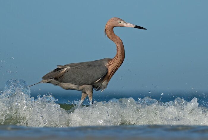 Southern mangrove forests hosting 150 migratory bird species