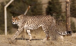Iran is the last hope for Asiatic Cheetah: expert
