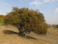12 trees in Khorasan region made national heritage