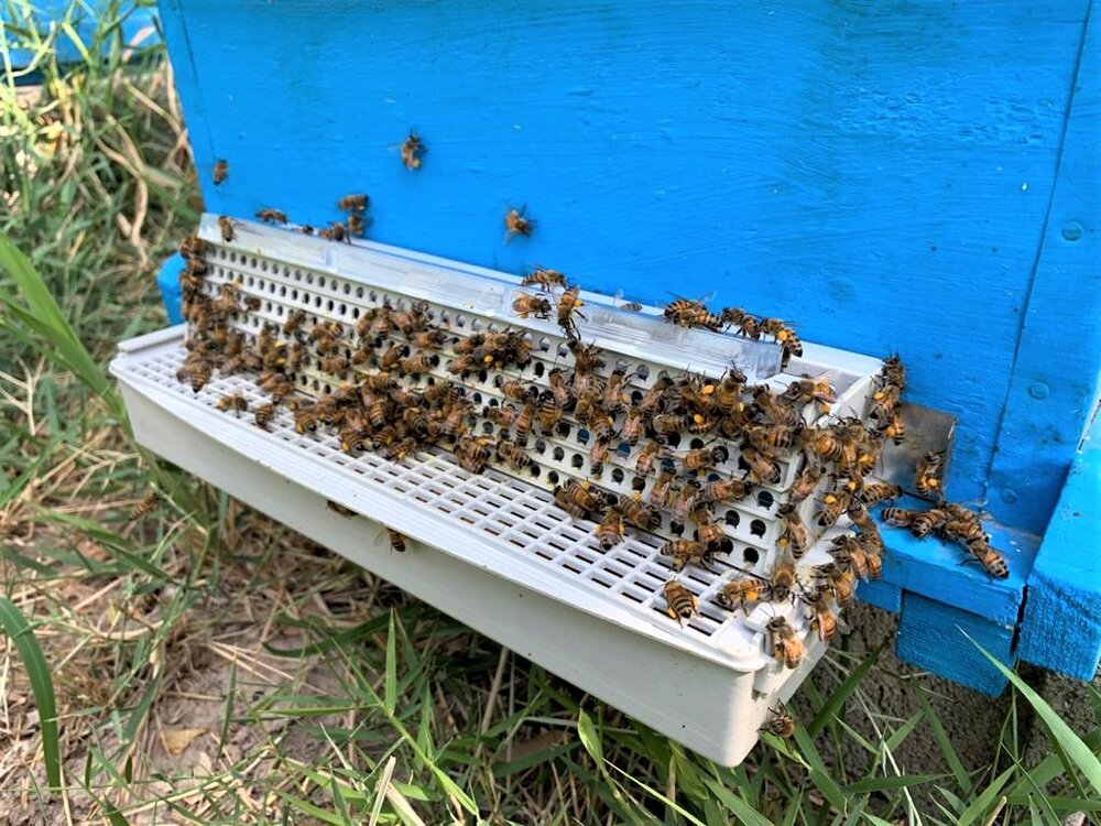 beekeeping