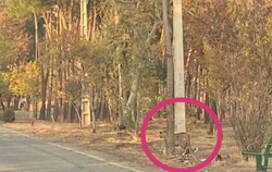 Leopard in eastern Tehran back to wildlife