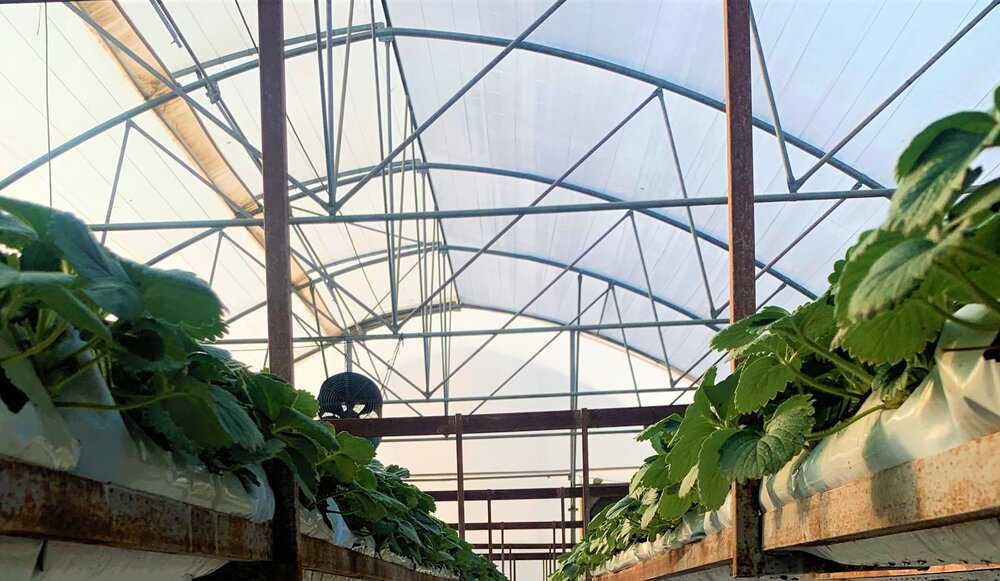 Greenhouse