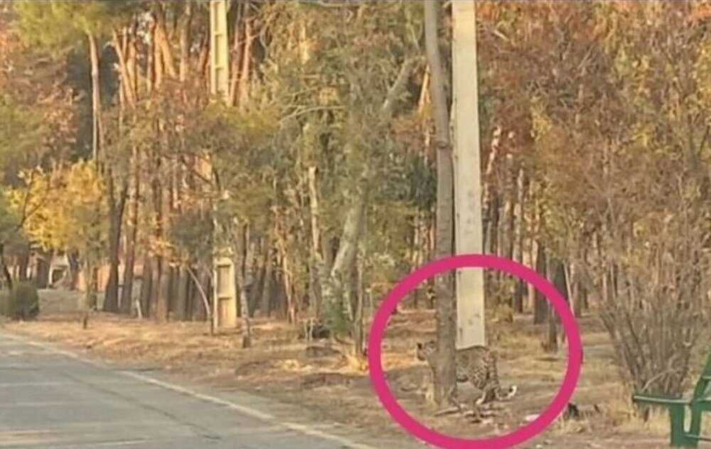 Leopard in eastern Tehran back to wildlife
