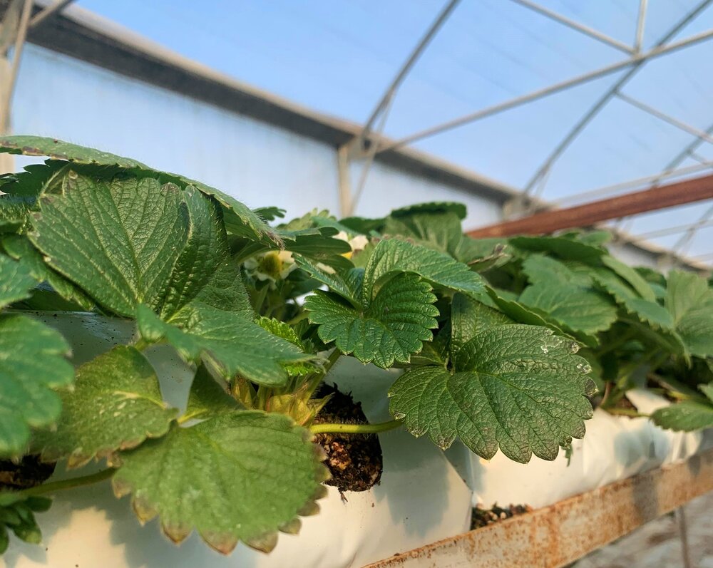 greenhouse