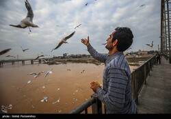 White Bridge hosting flocks of migratory birds