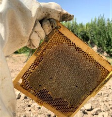 honey production