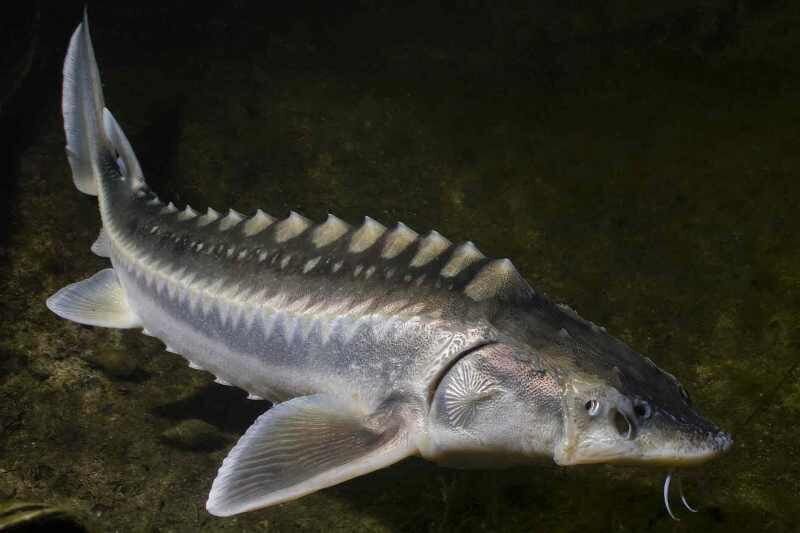 Sturgeon production up 30% in Golestan province