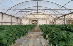 greenhouse development