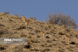 Tehran national parks in danger