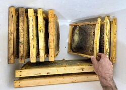 honey production