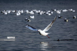Some 86,000 migratory birds wintering at Chaharmahal-Bakhtiari wetlands