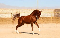 Kurd horse