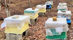 Beekeeping