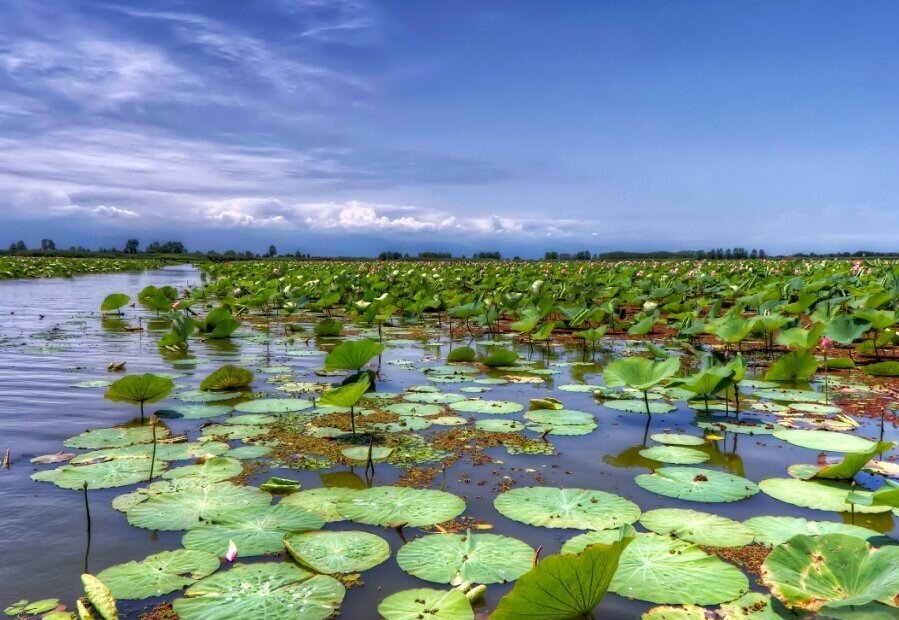 Anzali Wetland revival needs more public participation