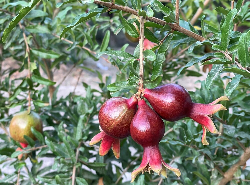 Pomegranate production