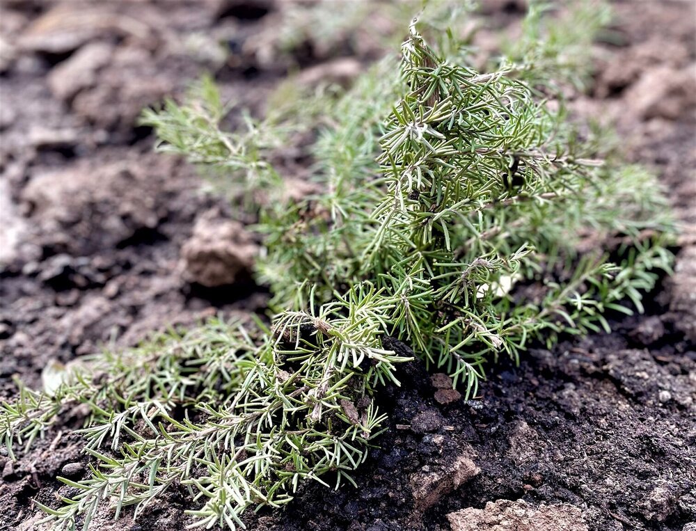 Medicinal plants