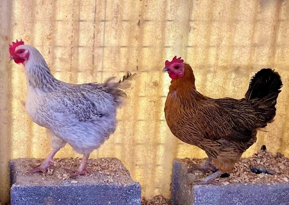 Chicken meat