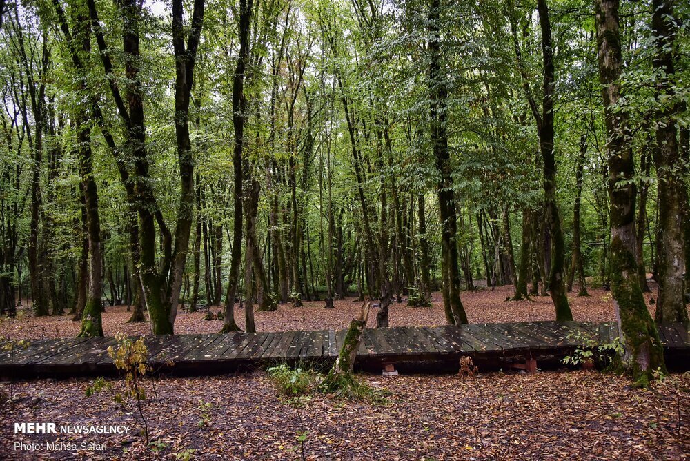Some $5.5m to be channeled to deforestation