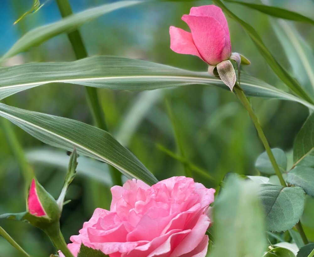 flowers export