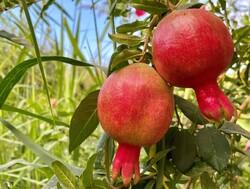 pomegranate production