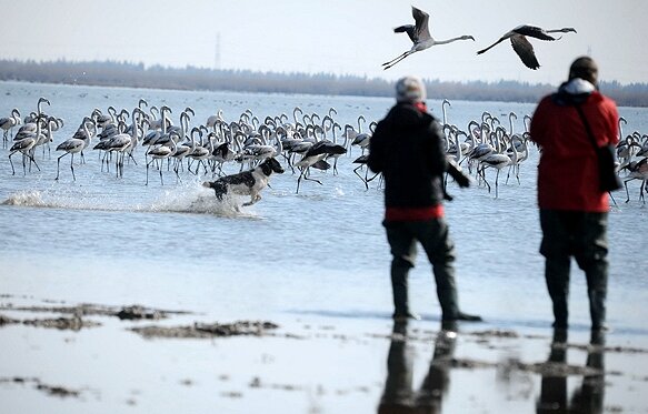 bird-watching