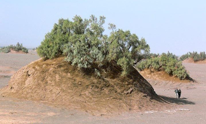 Kerman festival to spotlight giant coppice dunes