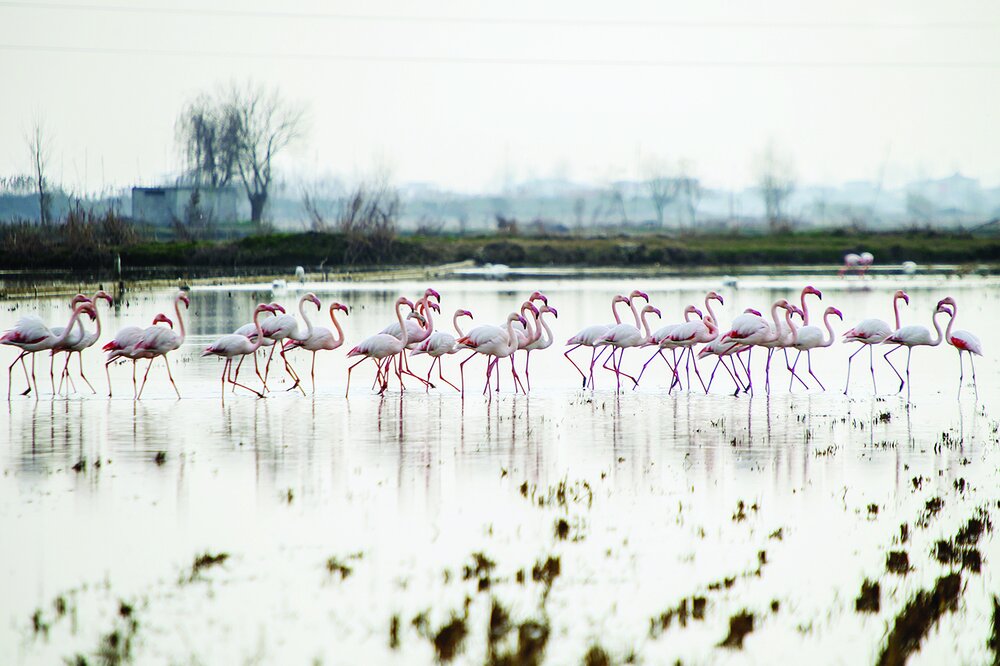 Sorkhrud wetland hosting migratory birds