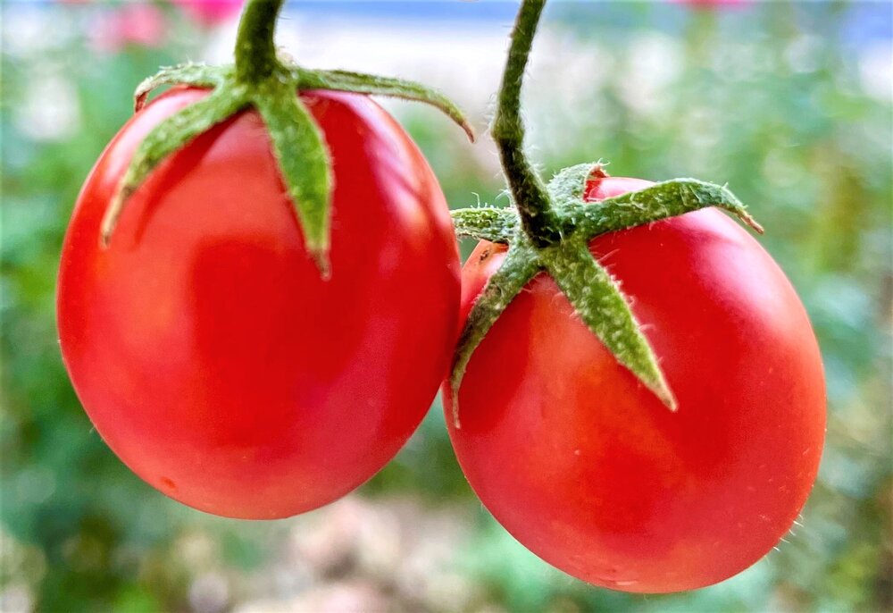 tomato cultivation