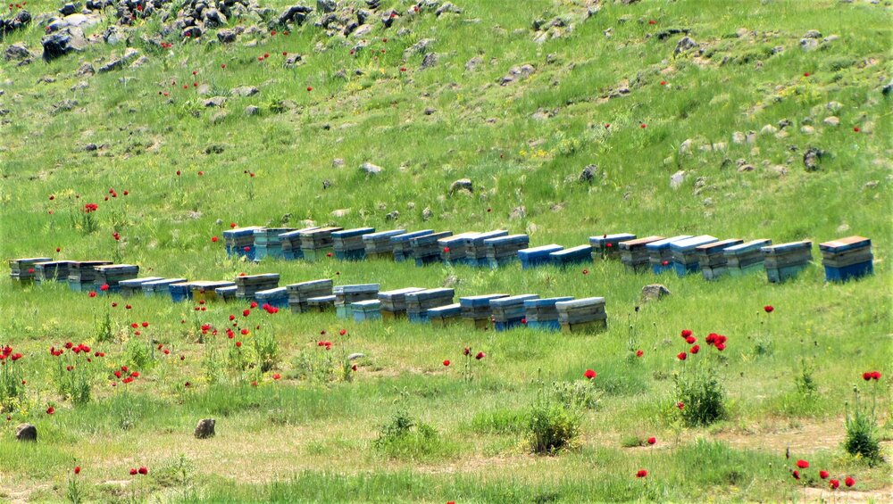 Beekeeping