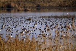 Kani Barazan wetland hosting thousands of migratory birds