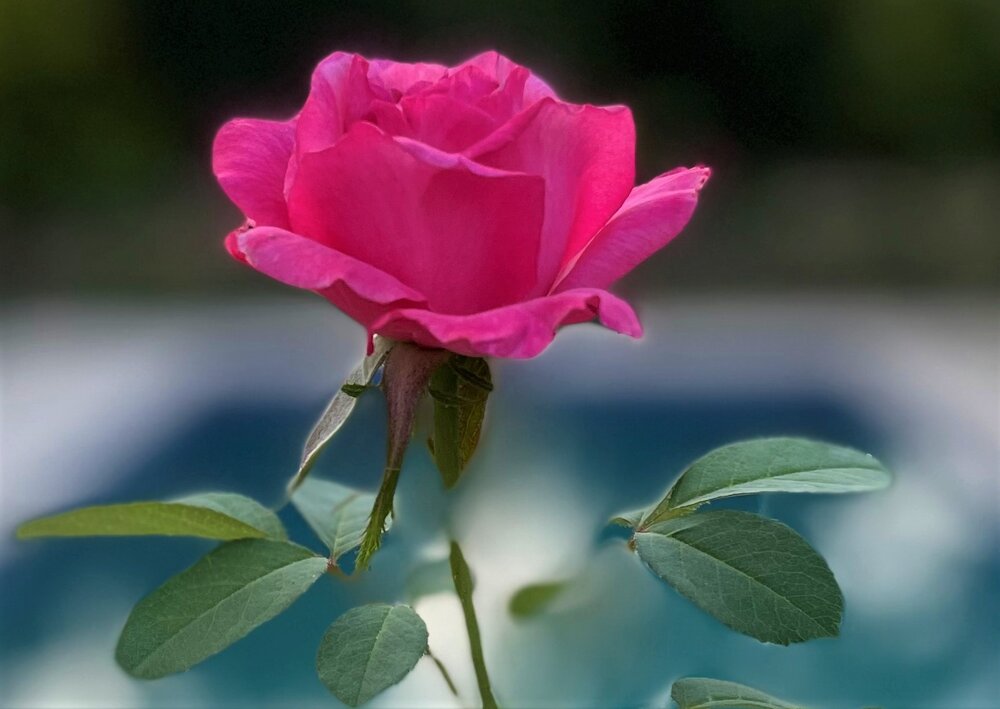 Ornamental plants production