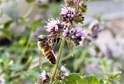 beekeeping