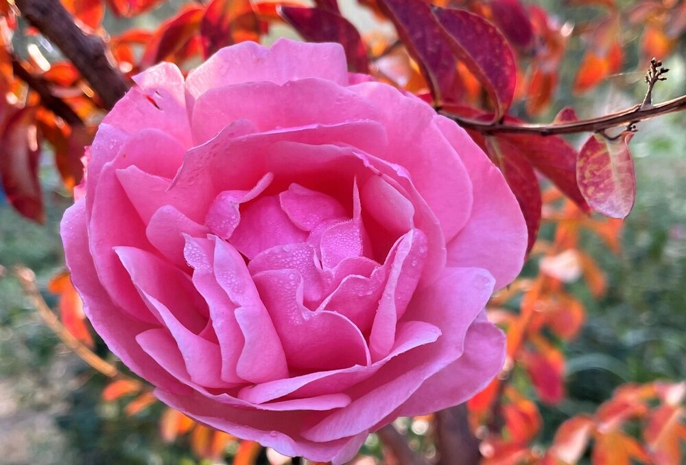 Rose export
