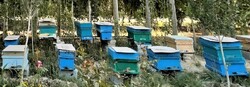 Apiary