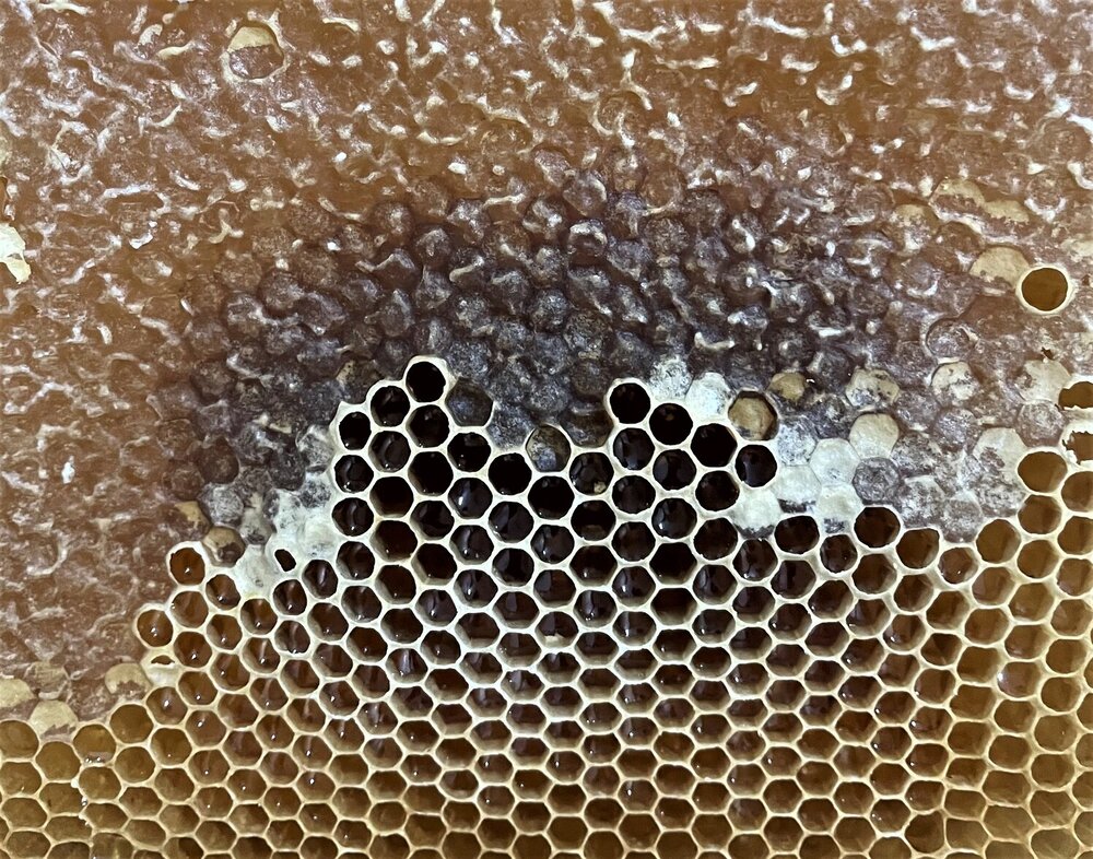 Honey production