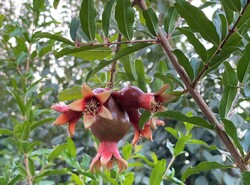 Pomegranate production