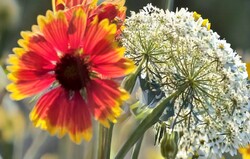 Flowers and ornamental plants