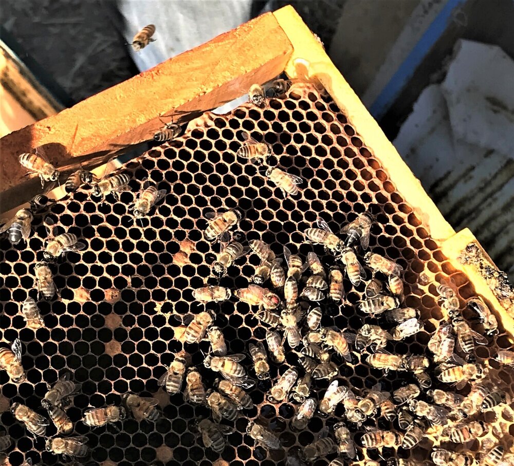 honey production