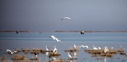 Bushehr to designate first wetland of international importance