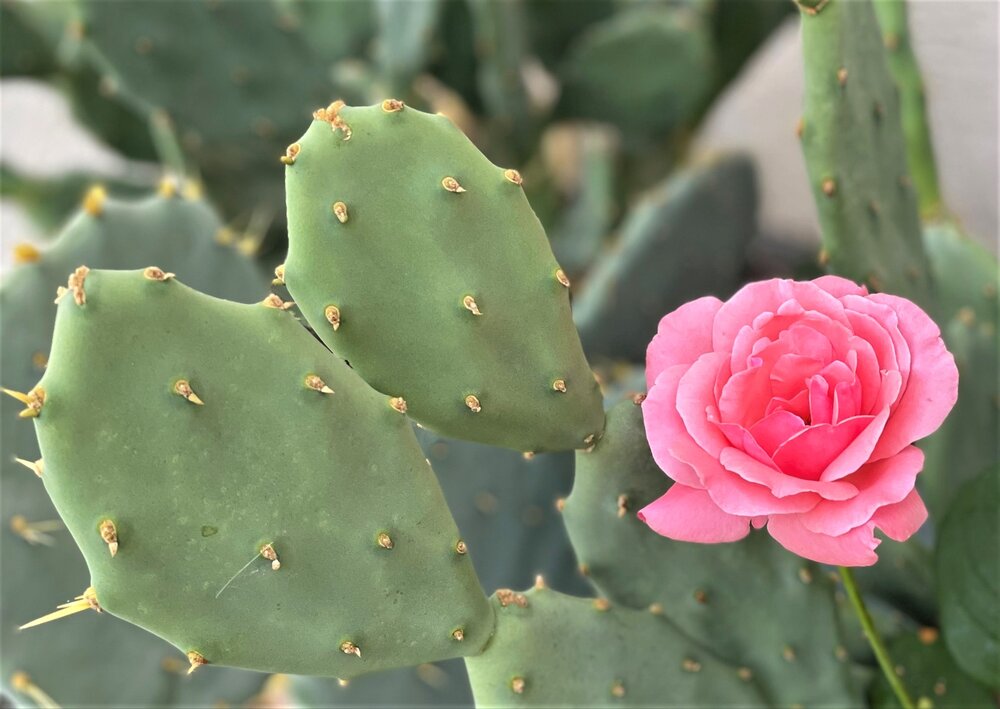 Ornamental plants production