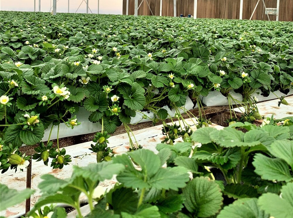 greenhouse cultivation