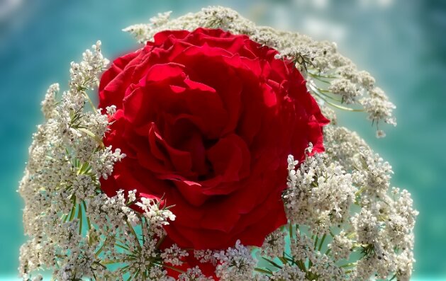 flowers, ornamental plants export