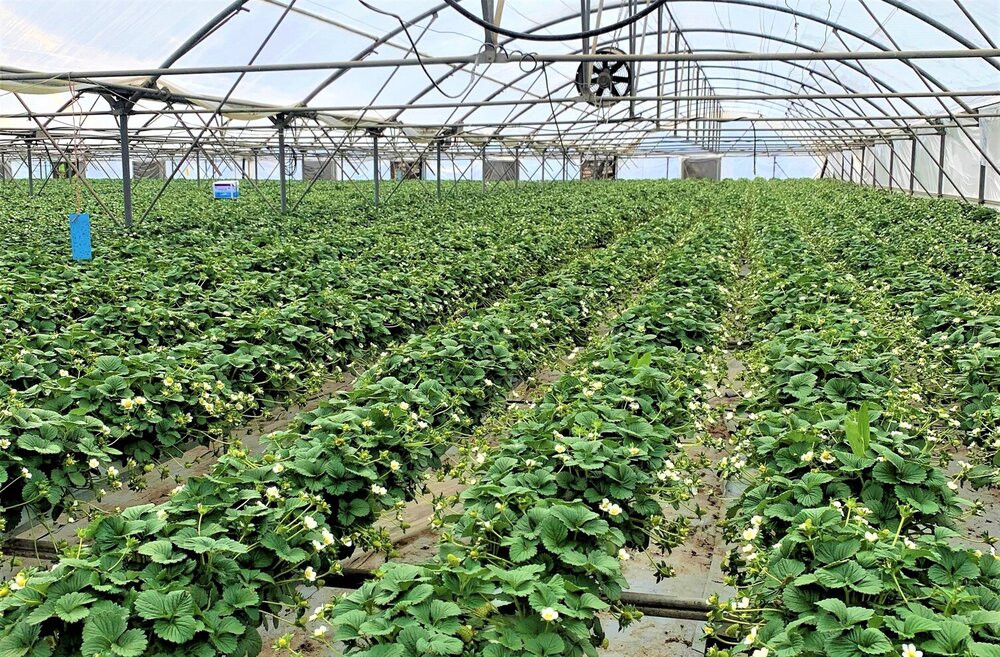 greenhouses