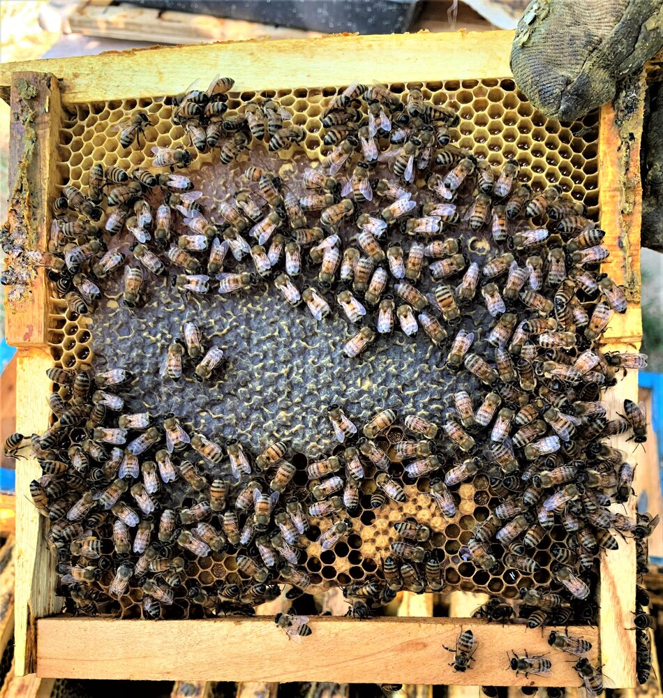 Honey production