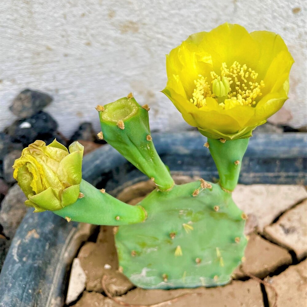 flowers and ornamental plants