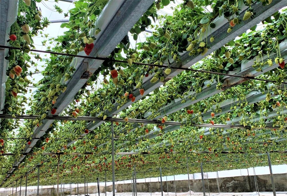 greenhouse