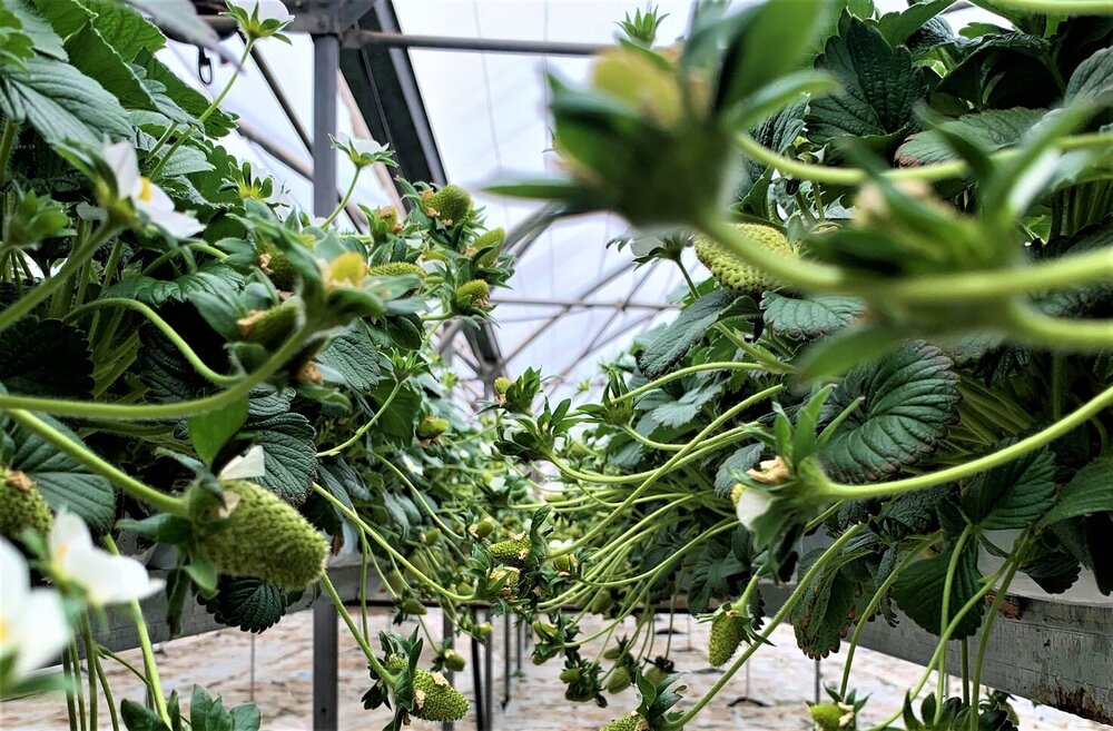greenhouse