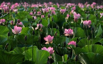 Lotus Wetland