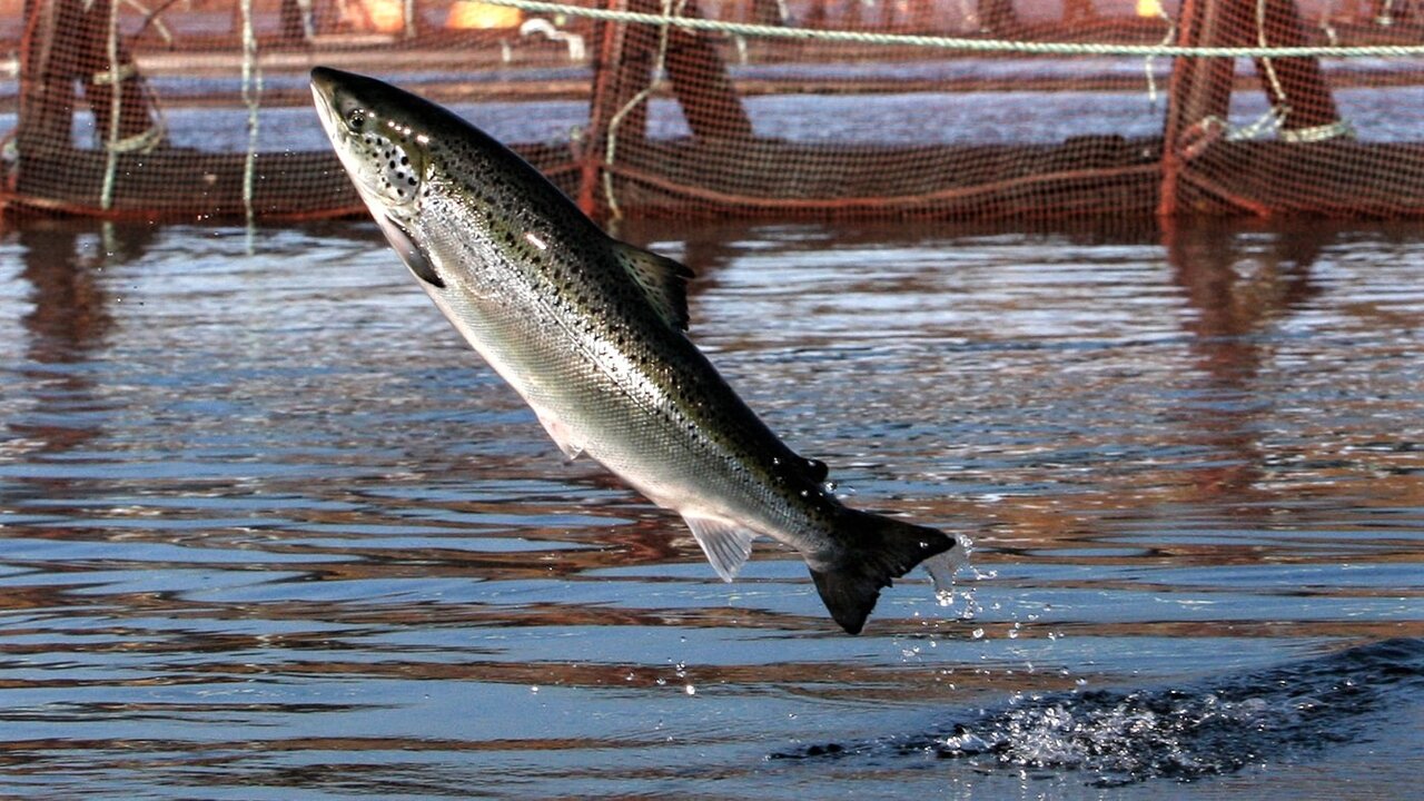 Fishery