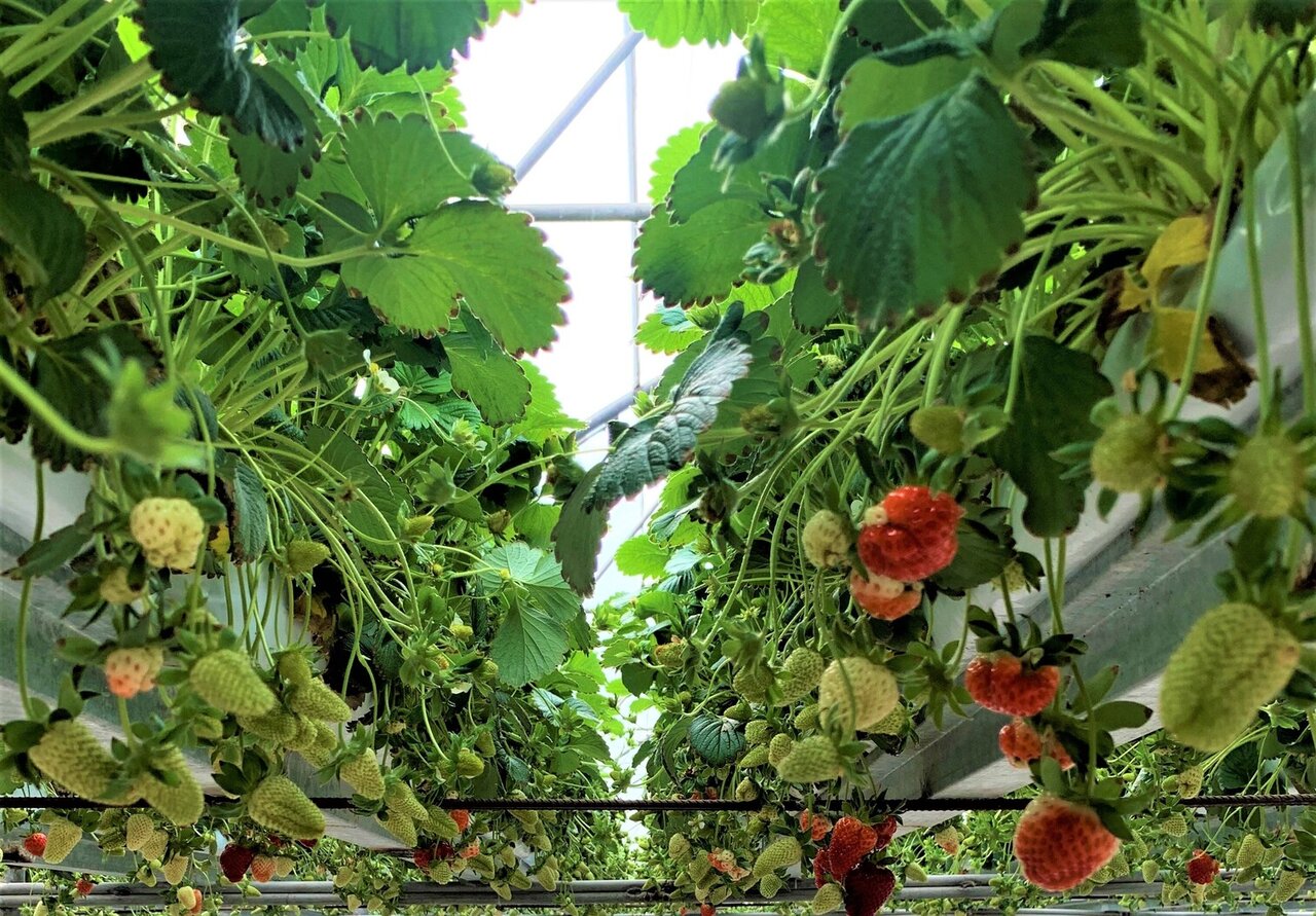 Greenhouse cultivation